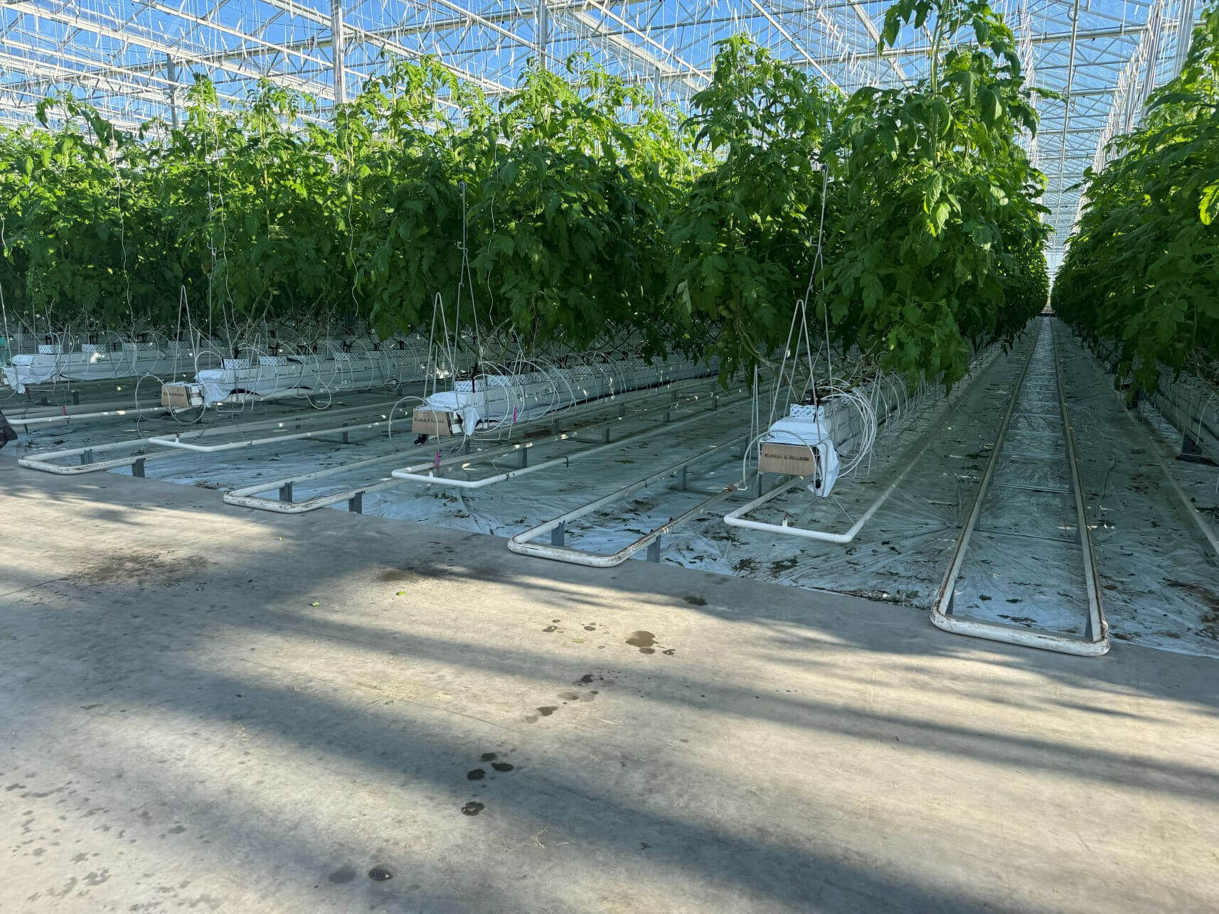 wochliktomatogrowingsystempoland[3].jpg